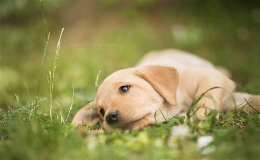 图片 两个月的猫咪应该吃哪种猫粮？科学喂养指南与常见误区全（附品牌推荐）2.jpg