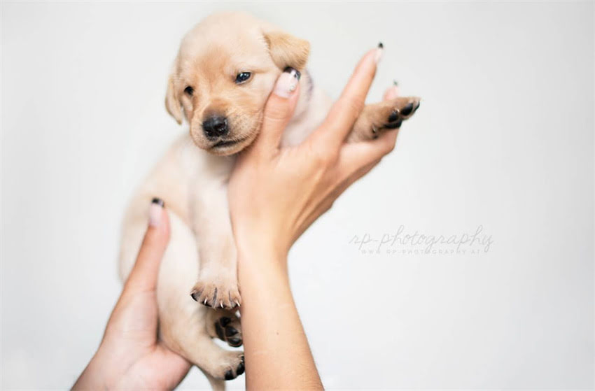 图片 两个月的金毛幼犬特别淘气？5大科学训练法+护理指南（附视频）.jpg