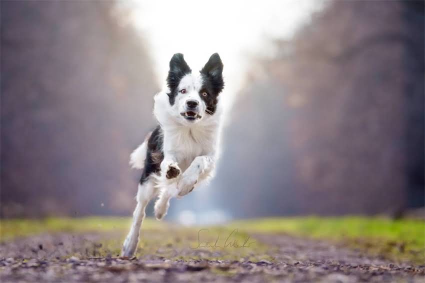 图片 两个月的金毛幼犬特别淘气？5大科学训练法+护理指南（附视频）1.jpg