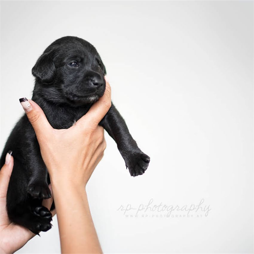 图片 两个月金毛犬一天喂几次？科学喂养指南与注意事项全（附喂食表）.jpg