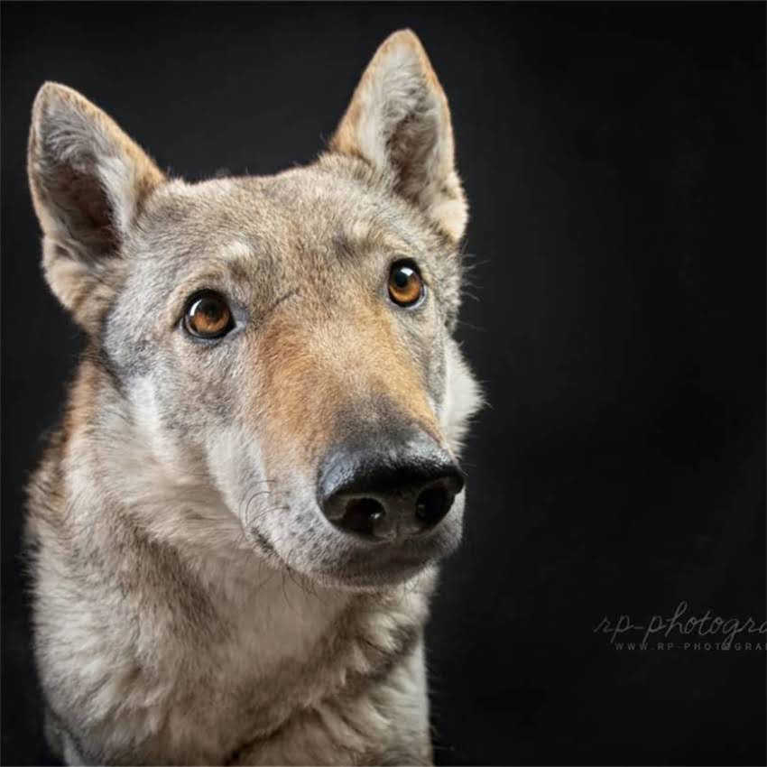 图片 两个月金毛犬一天喂几次？科学喂养指南与注意事项全（附喂食表）1.jpg