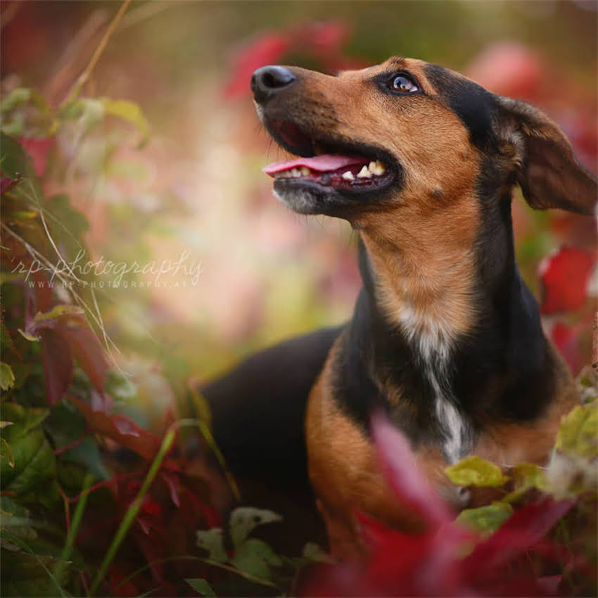 图片 两个月金毛犬一天喂几次？科学喂养指南与注意事项全（附喂食表）2.jpg