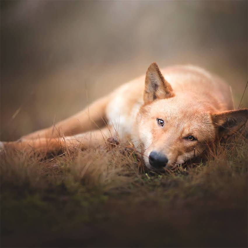 图片 两个月金毛犬能接种疫苗吗？附详细流程与注意事项.jpg