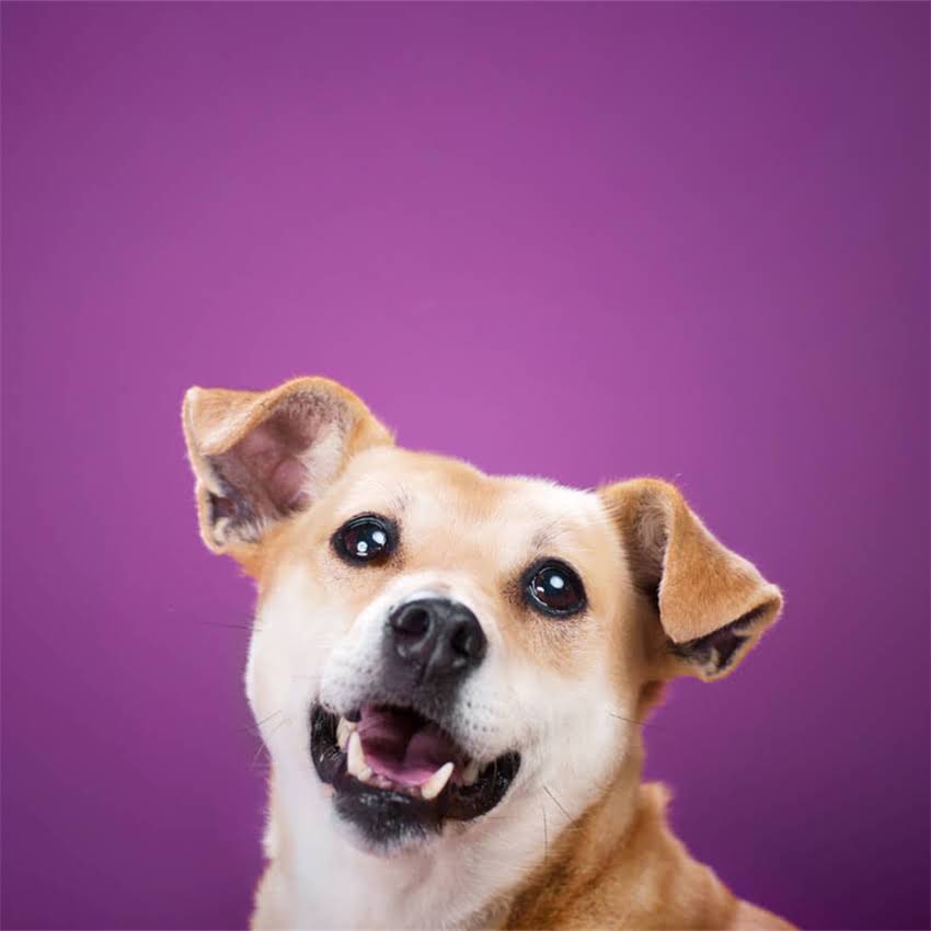 图片 两个月金毛犬能接种疫苗吗？附详细流程与注意事项1.jpg