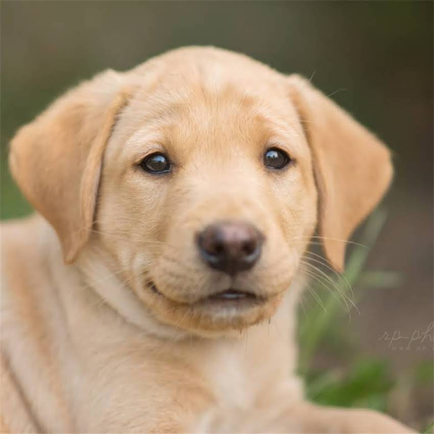 图片 两周大幼猫养护全攻略：新手必看的5大注意事项及喂养指南.jpg