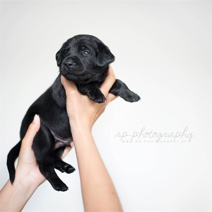 图片 两周大幼猫养护全攻略：新手必看的5大注意事项及喂养指南1.jpg