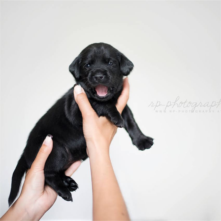 图片 两岁比熊犬训练全攻略：科学纠正行为+提升服从性的12个实用技巧1.jpg