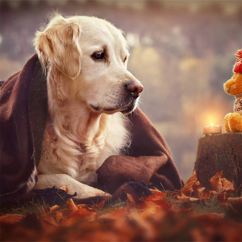 图片 中华狼青纯种幼犬价格表：品种特性饲养指南选购全攻略（附血统证书标准）.jpg