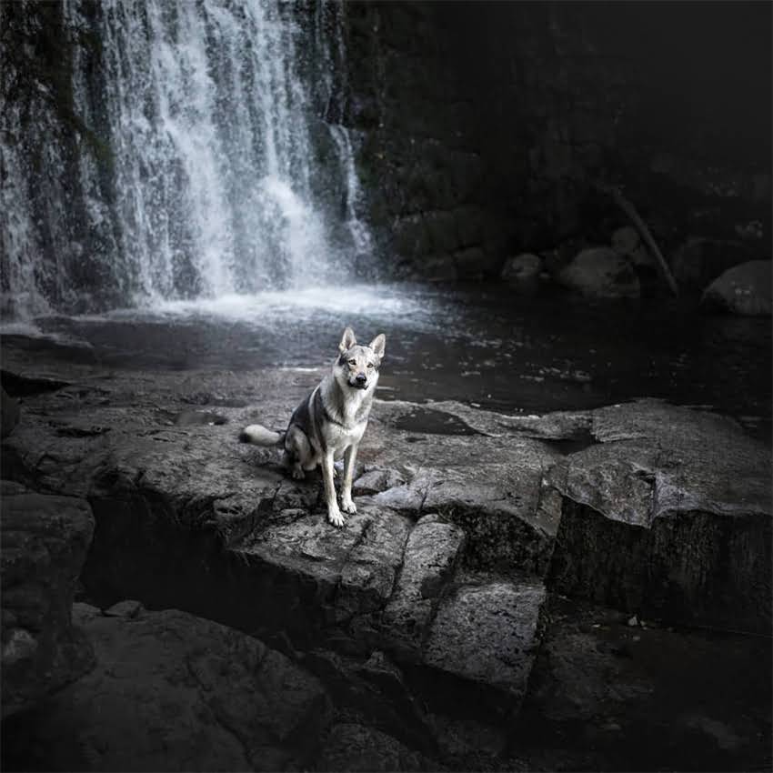 图片 中华狼青纯种幼犬价格表：品种特性饲养指南选购全攻略（附血统证书标准）1.jpg