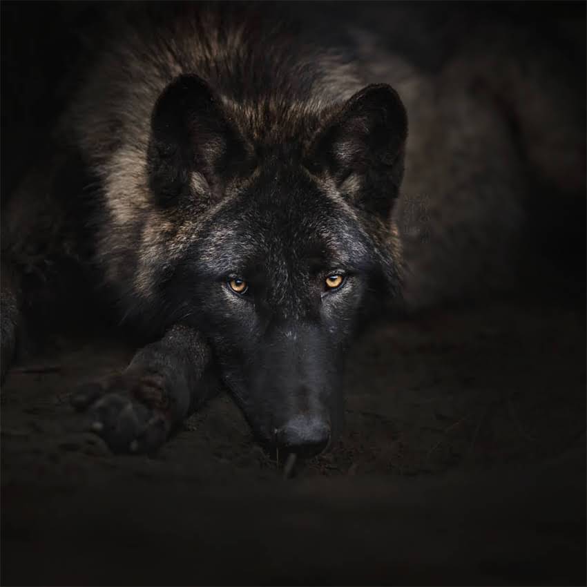 图片 中华田园犬大黄全：品种特征饲养指南健康护理最新权威指南2.jpg