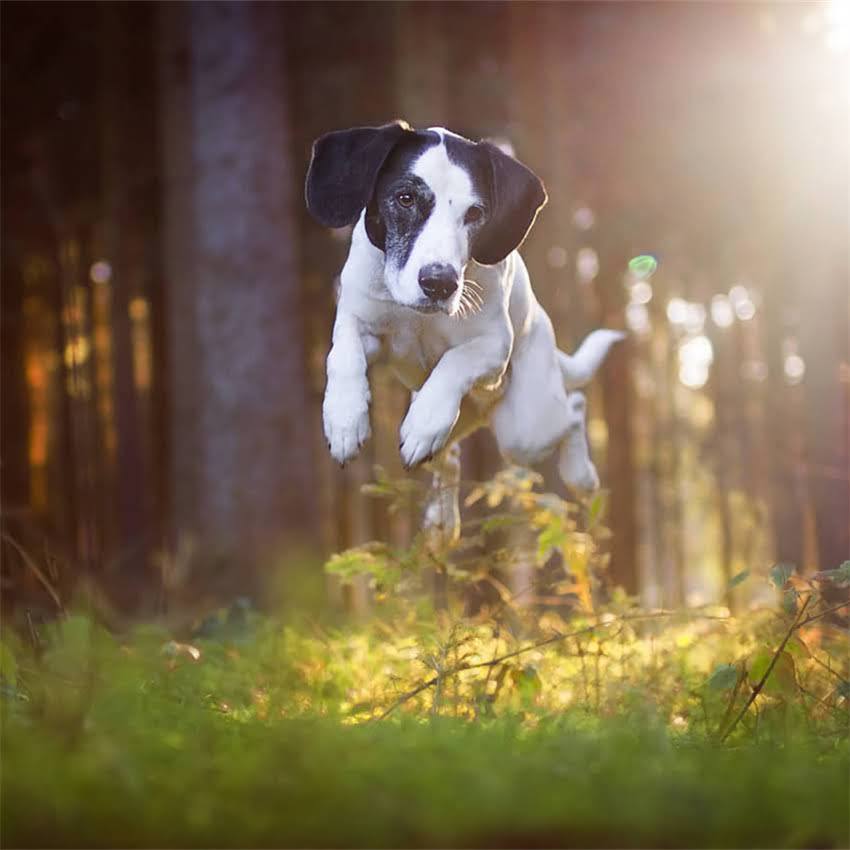 图片 中华田园犬纯种特征及养护指南：如何辨别中华田园犬品种与保护建议1.jpg