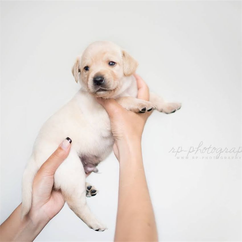 图片 中华田园犬训练全攻略：从0到1养出听话的中华田园犬🐾.jpg