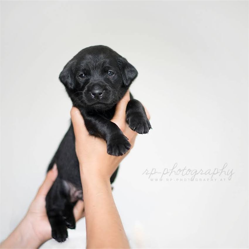 图片 中华田园犬训练全攻略：从0到1养出听话的中华田园犬🐾1.jpg