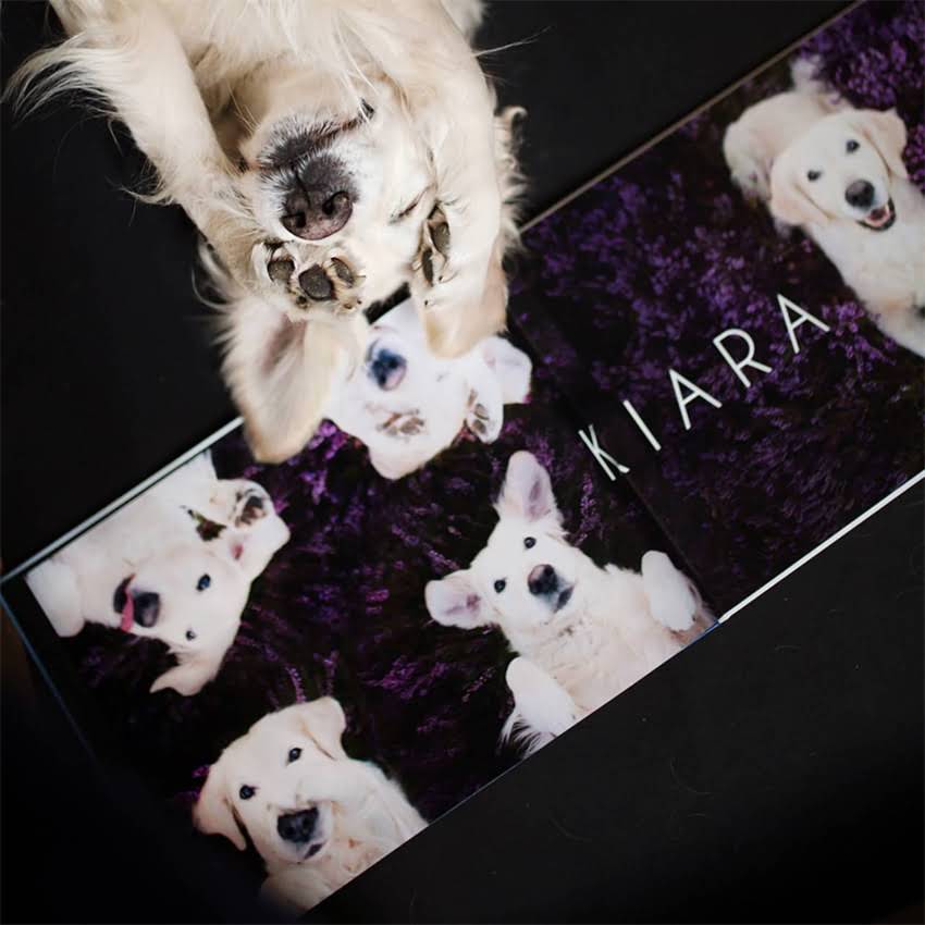 图片 中华田园犬训练全攻略：从0到1养出听话的中华田园犬🐾2.jpg