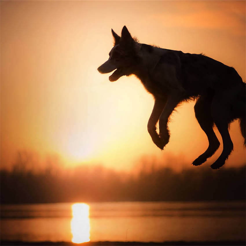 图片 中国十大纯种藏獒权威榜单：品种特性与饲养指南1.jpg