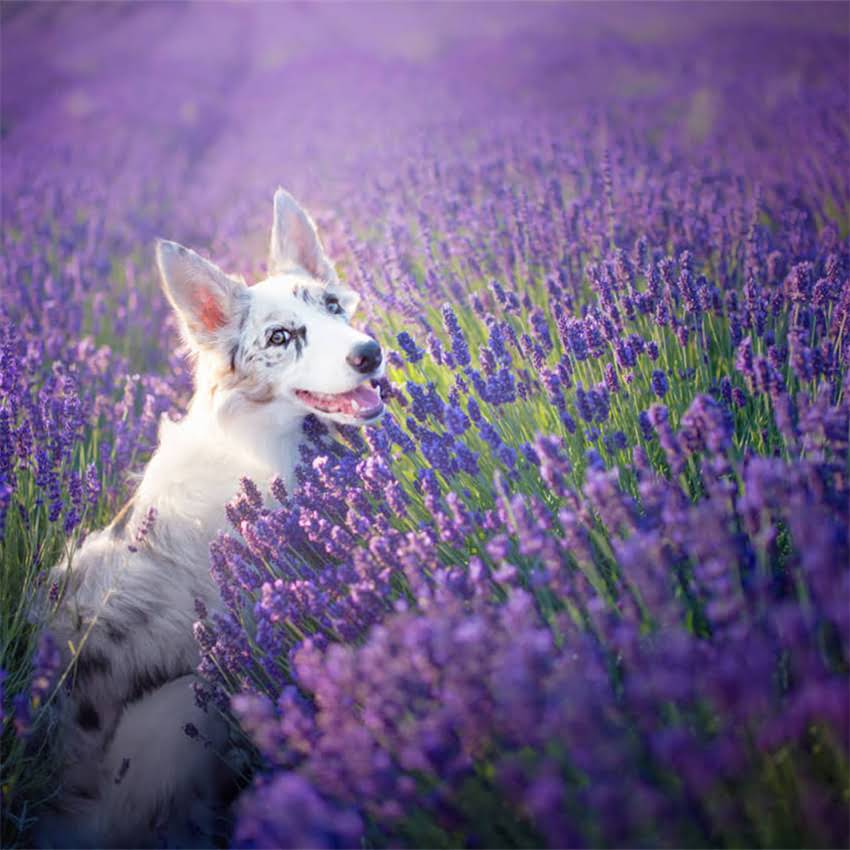 图片 中国纯种犬协会官网地址查询指南：联系方式、工作时间和最新资讯.jpg