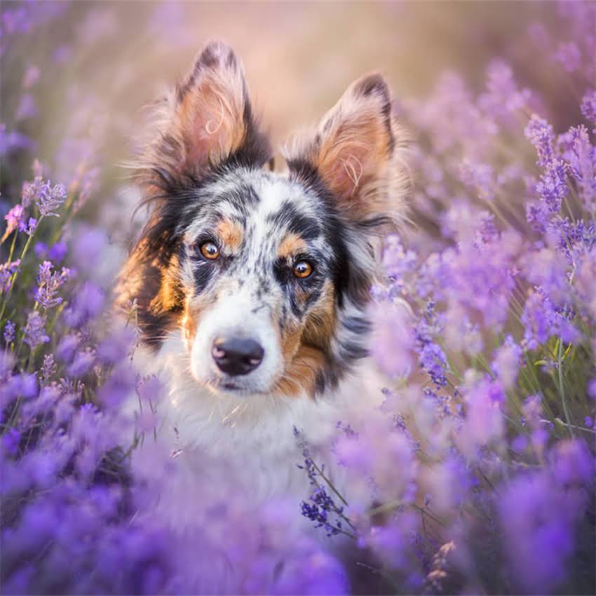 图片 中型犬喂食指南：成年狗粮是否合适？科学喂养建议与注意事项2.jpg
