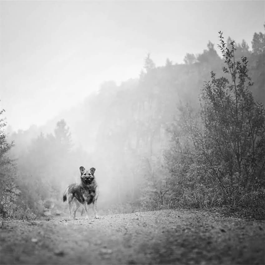 图片 中学生养阿拉斯加犬的可行性及科学饲养指南2.jpg