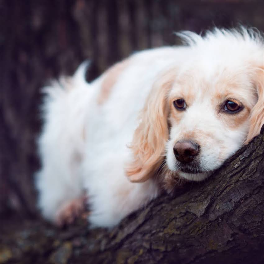 图片 中毛德牧VS短毛德牧全对比：边境牧羊犬两大经典品种的饲养指南1.jpg