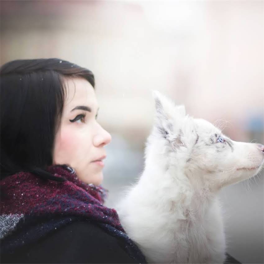 图片 中毛德牧VS短毛德牧全对比：边境牧羊犬两大经典品种的饲养指南2.jpg