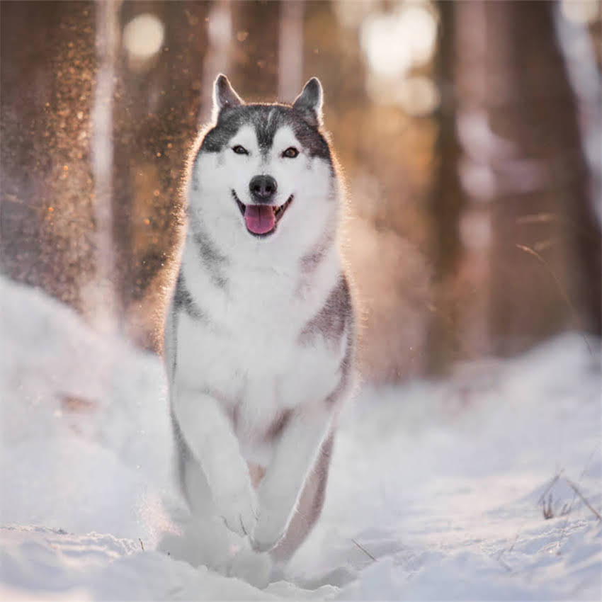 图片 中老年养博美攻略：60岁老人养博美需注意这7大事项.jpg