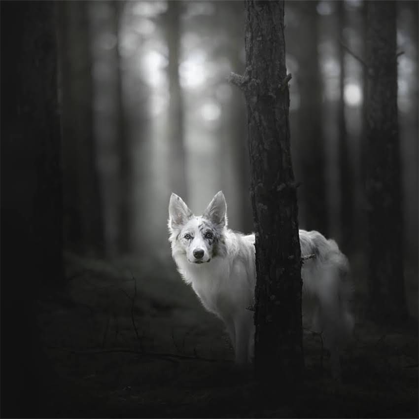 图片 中老年养博美攻略：60岁老人养博美需注意这7大事项1.jpg