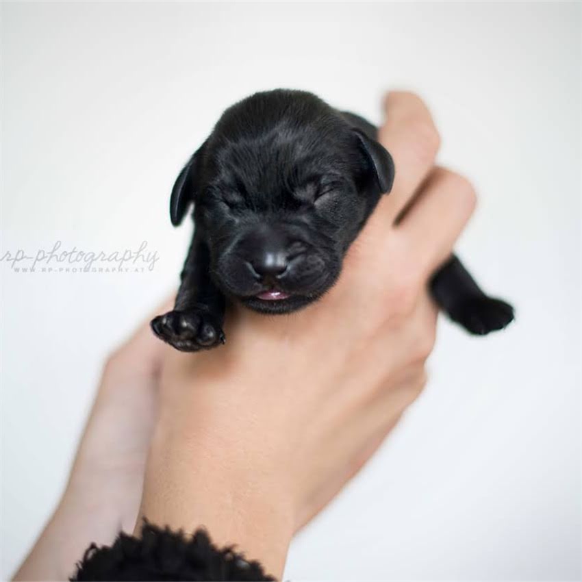 图片 临汾优质长毛德牧犬出售健康血统低价出售品种介绍与领养指南.jpg