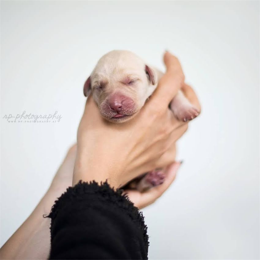 图片 临汾优质长毛德牧犬出售健康血统低价出售品种介绍与领养指南2.jpg