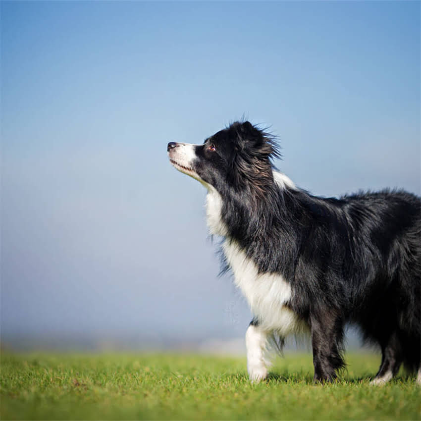 图片 临沂星冠犬舍哈士奇正规犬舍推荐：纯种血统健康保障价格优惠品种齐全1.jpg