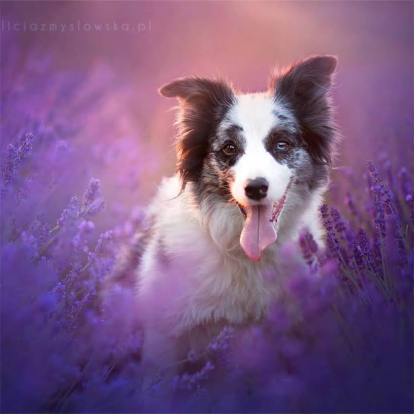 图片 临沂星冠犬舍哈士奇正规犬舍推荐：纯种血统健康保障价格优惠品种齐全2.jpg