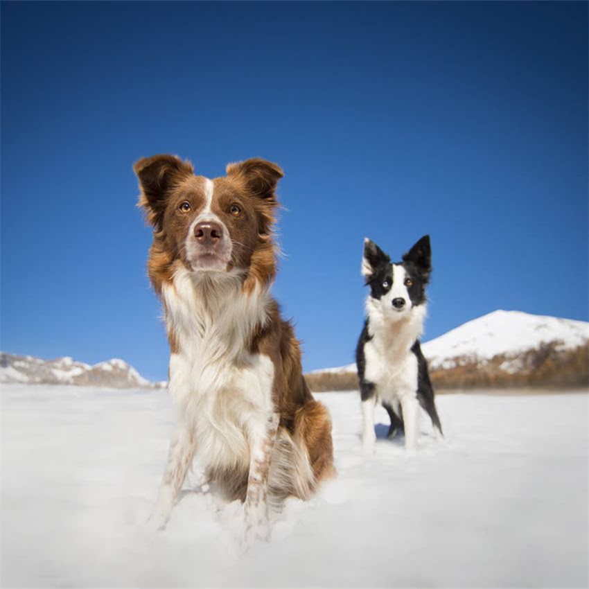 图片 为什么全球观众都热爱龙猫？深度宫崎骏经典动画的五大.jpg