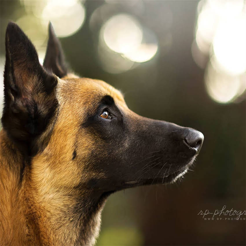 图片 为什么全球观众都热爱龙猫？深度宫崎骏经典动画的五大2.jpg