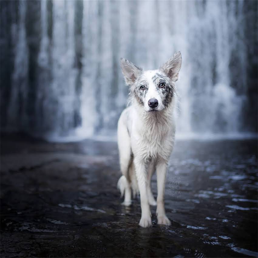 图片 乌鲁木齐吉娃娃领养出售1个月大纯种幼犬品种保障+疫苗齐全带回家仅需XX元.jpg