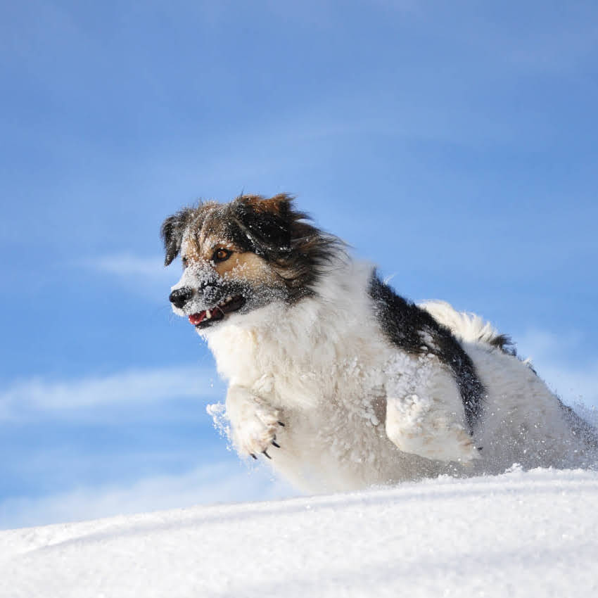 图片 乌鲁木齐吉娃娃领养出售1个月大纯种幼犬品种保障+疫苗齐全带回家仅需XX元1.jpg