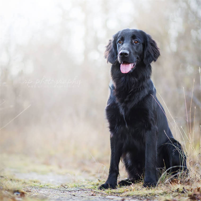 图片 买成犬雪纳瑞的五大避坑指南：如何挑选健康可靠的雪纳瑞成犬？1.jpg