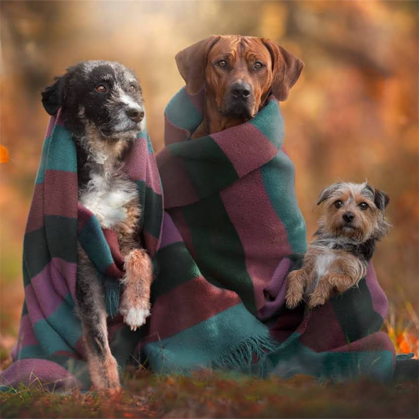 图片 买成犬雪纳瑞的五大避坑指南：如何挑选健康可靠的雪纳瑞成犬？2.jpg