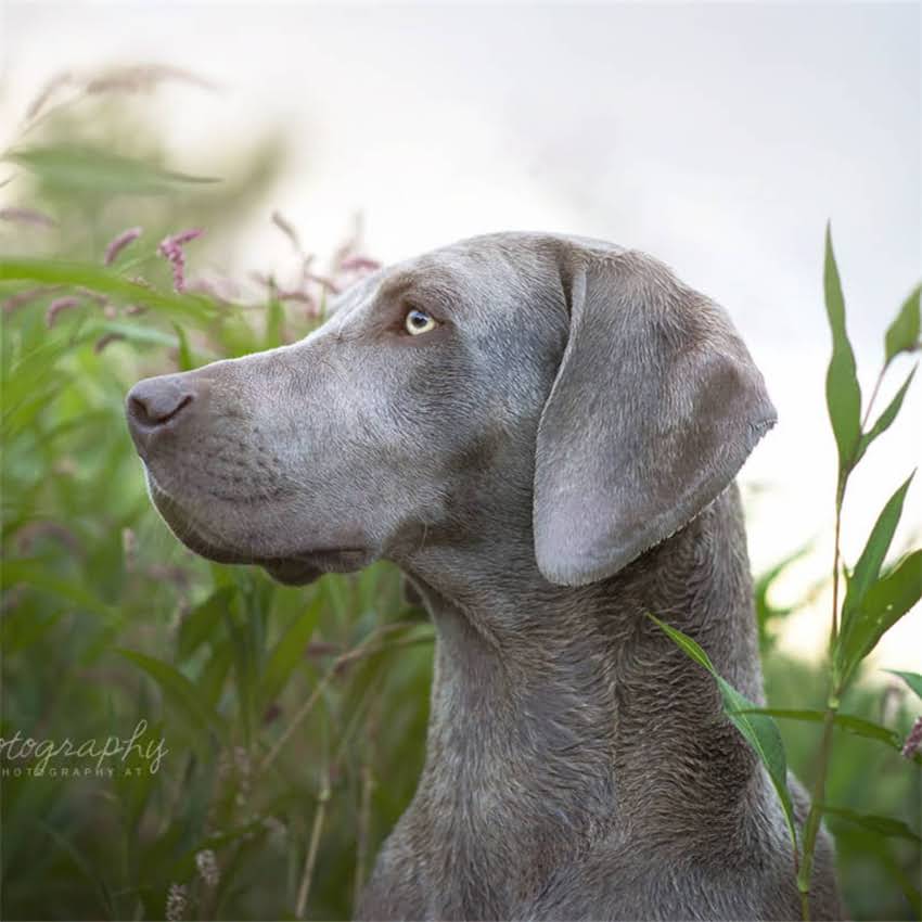 图片 买猫粮最靠谱的5种渠道及避坑指南：宠物店、电商平台、品牌官网全2.jpg