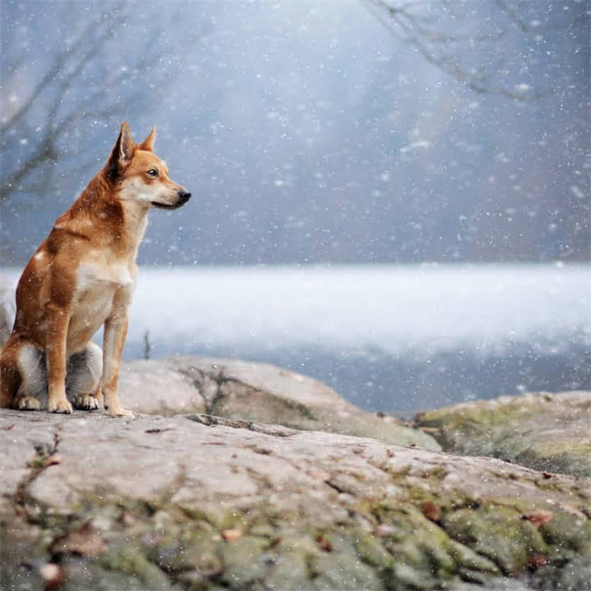 图片 二个月大猫咪的科学喂养指南：最佳食物选择与营养搭配.jpg
