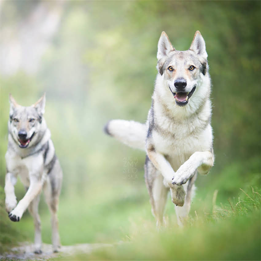 图片 二个月大猫咪的科学喂养指南：最佳食物选择与营养搭配1.jpg
