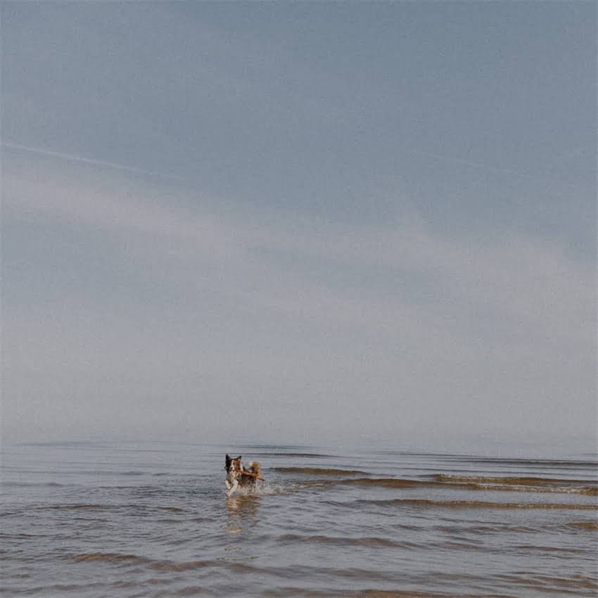 图片 二个月大的猫每天吃多少猫粮？科学喂养指南与常见误区全.jpg