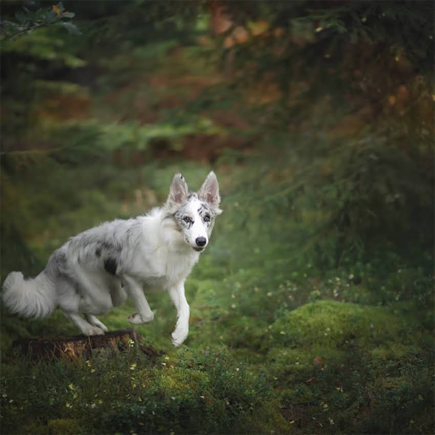 图片 五个月大吉娃娃该吃干粮还是湿粮？幼犬科学喂养全攻略（附品牌推荐）.jpg