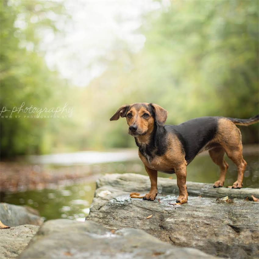 图片 五个月大吉娃娃该吃干粮还是湿粮？幼犬科学喂养全攻略（附品牌推荐）1.jpg