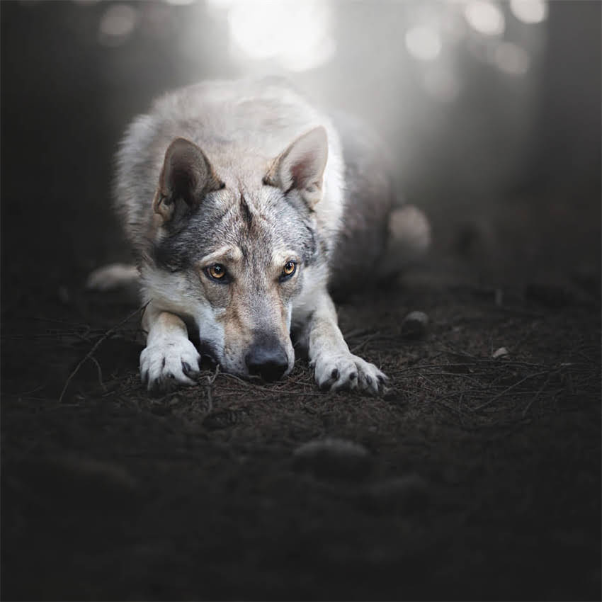 图片 五个月大吉娃娃该吃干粮还是湿粮？幼犬科学喂养全攻略（附品牌推荐）2.jpg