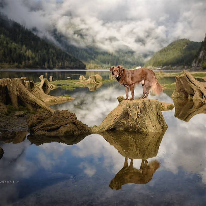 图片 五个月泰迪幼犬每日喂食量及科学喂养指南（附推荐狗粮品牌与注意事项）.jpg