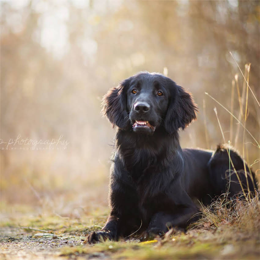 图片 五个月泰迪幼犬每日喂食量及科学喂养指南（附推荐狗粮品牌与注意事项）2.jpg