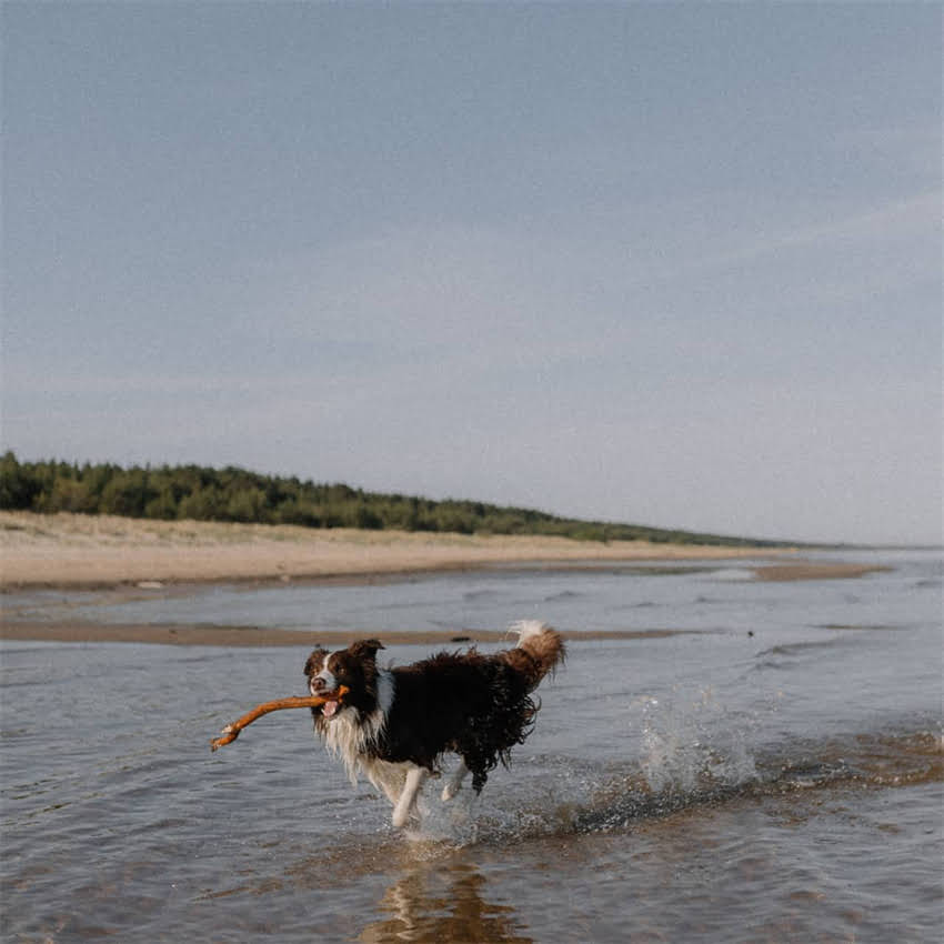 图片 五个月英短幼猫每天喂多少克猫粮？科学喂养指南+体重管理全攻略.jpg