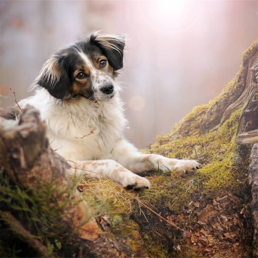 图片 五个月英短幼猫每天喂多少克猫粮？科学喂养指南+体重管理全攻略1.jpg