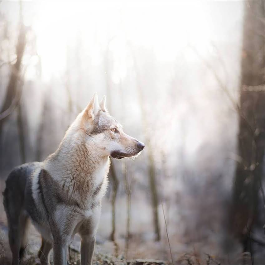 图片 五个月英短幼猫每天喂多少克猫粮？科学喂养指南+体重管理全攻略2.jpg