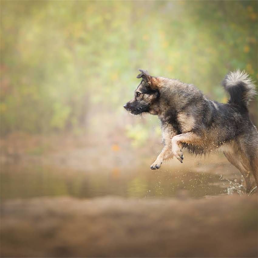 图片 京东拉布拉多衣服新款推荐：透气保暖+时尚设计，你家毛孩穿出高级感！2.jpg