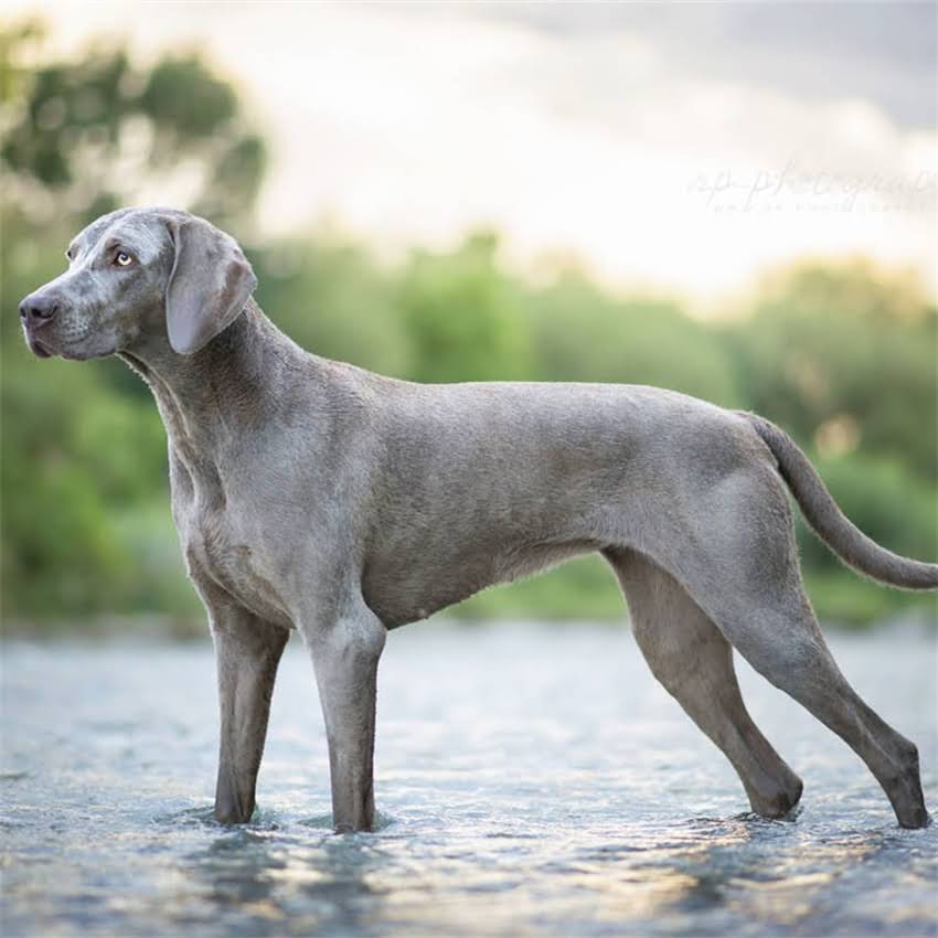 图片 什么猫粮牛磺酸多？附高牛磺酸猫粮红黑榜+科学喂养指南2.jpg